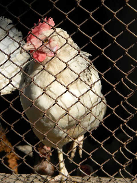 普陀苏荷艺 普陀苏荷艺